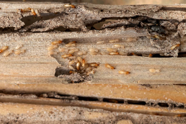 Best Best Pest Control Companies  in Merritt Park, NY